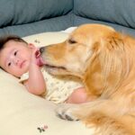 大型犬が『赤ちゃんを自分の子供だと思い込んだ』結果…まるで母親のような行動が優しすぎると63万再生「心が洗われる」「接し方が優しい」(ブログ)