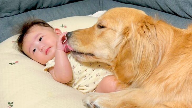 大型犬が『赤ちゃんを自分の子供だと思い込んだ』結果…まるで母親のような行動が優しすぎると63万再生「心が洗われる」「接し方が優しい」(ブログ)