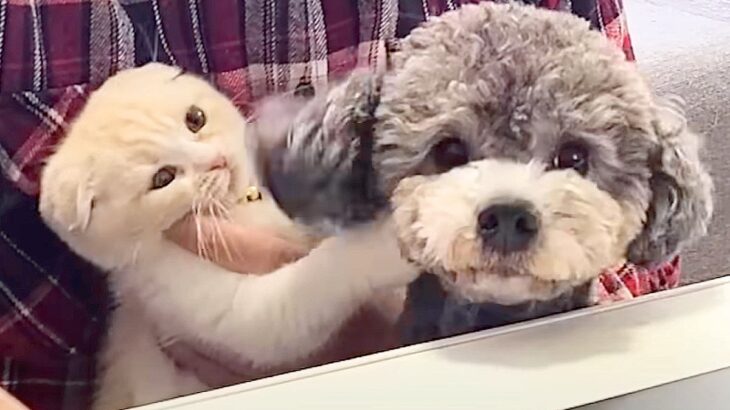 在宅でオンライン会議をしていたら…まさかの『犬と猫の乱入事件』が面白すぎると82万再生「参加したいのかな？ｗ」「わちゃわちゃで草」(ブログ)