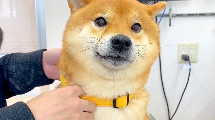 犬が『動物病院に注射を打ちに行った』結果…この世の終わりのような『絶望のリアクション』が66万再生「犬語で抗議可愛いｗ」「頑張ったね」(ブログ)