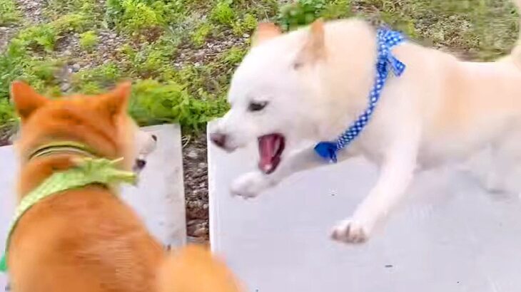 犬がふざけたら、普段は温厚なお父さんが…まさかの『一喝する姿』がかっこよすぎると賞賛「パパは大変だね」「激おこでも可愛いｗ」(ブログ)