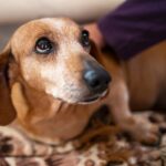 犬も『ペットロス』になるの？仲間を失うと表れる行動や症状、飼い主がしてあげられることとは(ブログ)