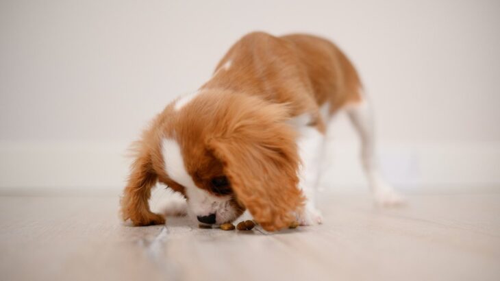 犬の『室内での拾い食い』を予防する方法は？5つのコツや正しいしつけ方を解説(ブログ)