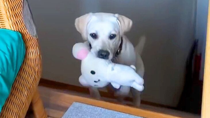 お父さんと一緒にお昼寝したい大型犬…まさかの『お誘いの仕方』が可愛すぎると104万再生「抱きしめたくなる」「寝相と座りかたのクセがｗ」(ブログ)