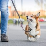 長く散歩に行かなければならない犬種5選　たくさんの運動量が必要な犬の特徴まで(ブログ)