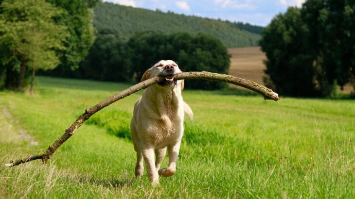 『犬の散歩中あるある』ランキングトップ7　あなたの愛犬はいくつ当てはまりましたか？(ブログ)