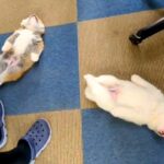 赤ちゃん秋田犬を『自由にさせてみた』結果…まるで『アザラシ幼稚園』のような光景が72万表示「最高に好き」「モフモフが落ちてるｗ」と悶絶(ブログ)