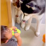 赤ちゃんがおもちゃの笛で遊び始めたら、大型犬たちが…『演奏会に付き合ってくれる姿』が優しすぎると4万再生「可愛すぎ」「みんな仲良し」(ブログ)