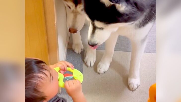 赤ちゃんがおもちゃの笛で遊び始めたら、大型犬たちが…『演奏会に付き合ってくれる姿』が優しすぎると4万再生「可愛すぎ」「みんな仲良し」(ブログ)