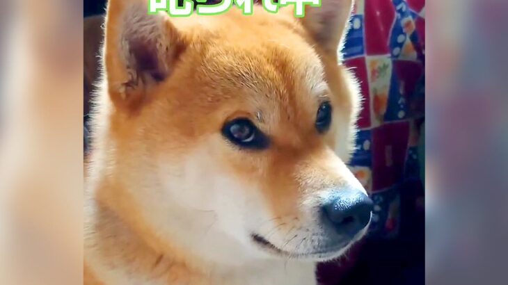 犬に手を強めに噛まれたので叱った結果…まさかの『ゴメンネ』と謝る姿が面白すぎると144万再生「不服そうで草」「可愛すぎて許しちゃうｗ」(ブログ)