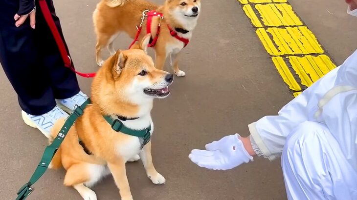 『公務執行妨害で逮捕…？』犬がお散歩中、警察官に命令をされた結果…まさかの『喧嘩を売る姿』が面白過ぎると21万再生「挨拶が可愛いｗ」(ブログ)