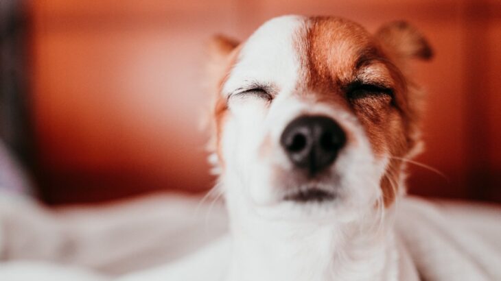 犬が目を細める5つの理由とは？注意が必要な目の細め方も合わせて解説(ブログ)