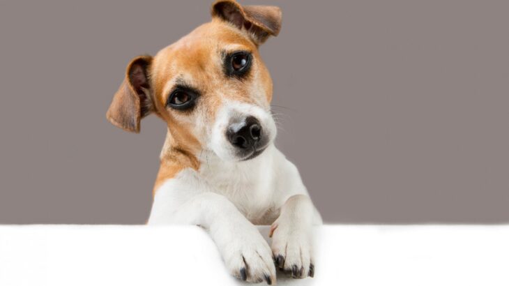 室内で犬にしてはいけない『絶対NG行為』4選　あなたの行動が愛犬の命を危険に晒しているかも…(ブログ)