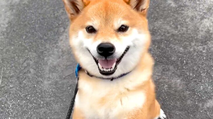 4歳の女の子が『うんていで遊んだ』結果、犬が…心配で『止めて！』と訴える姿が可愛すぎると29万再生「過保護で愛おしい」「涙腺ゆるんだ」(ブログ)