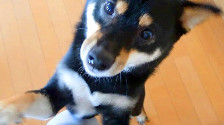 実家で爆睡していた犬を『置いて帰った』結果…翌朝の再会で『感情大爆発』する姿が30万再生「何で置いて行ったん！って感じｗ」「可愛すぎ」(ブログ)
