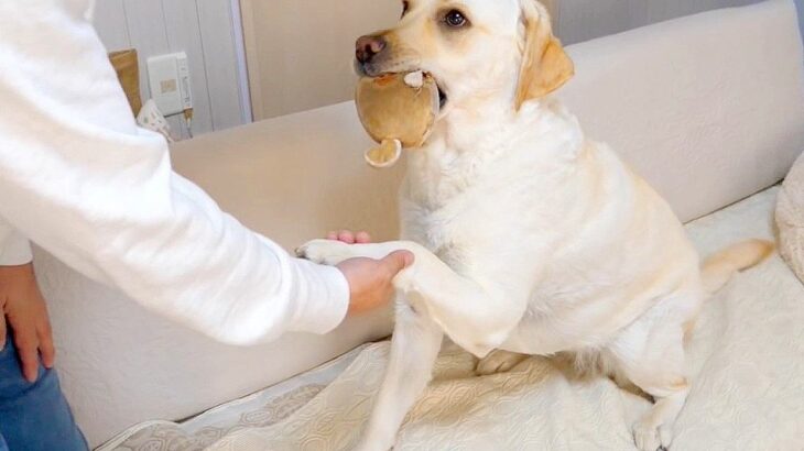 芸をしてくれない犬に『報酬』を用意した結果…まさかの『露骨な態度の変化』に爆笑「キレッキレな動きｗ」「目の輝きが違う」と2万2000再生(ブログ)