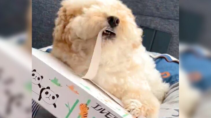 『犬でさえ出来るのに…』ティッシュ箱の開け方をワンコと飼い主で比較した結果が話題「職人技ｗ」「自分より上手で草」と1万6000いいね(ブログ)