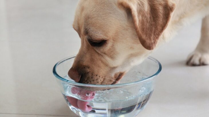 犬の飲み水の『適正な温度』とは？冷たい方がいいの？体に負担がかかる与え方とは(ブログ)
