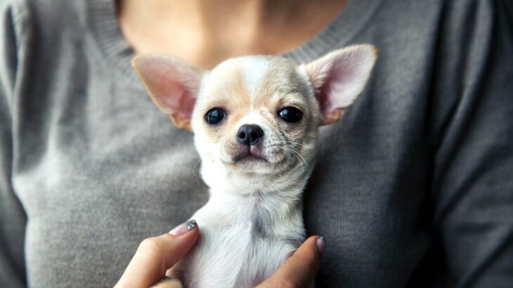 愛犬の『痩せすぎ』には要注意　危険なサインと自宅で簡単にできるセルフチェック法をご紹介(ブログ)