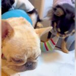 お姉ちゃん犬に『靴下を履かせた』結果…妹犬が見せた『お仕事っぷり』が可愛いと284万再生「脱がすの上手すぎ」「無抵抗なのも可愛いｗ」(ブログ)