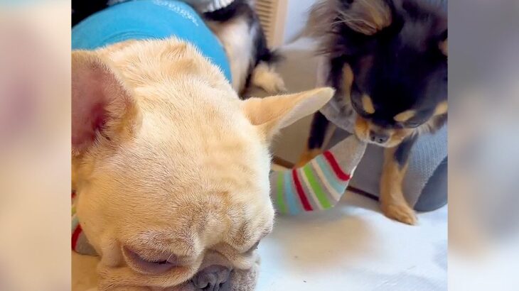 お姉ちゃん犬に『靴下を履かせた』結果…妹犬が見せた『お仕事っぷり』が可愛いと284万再生「脱がすの上手すぎ」「無抵抗なのも可愛いｗ」(ブログ)