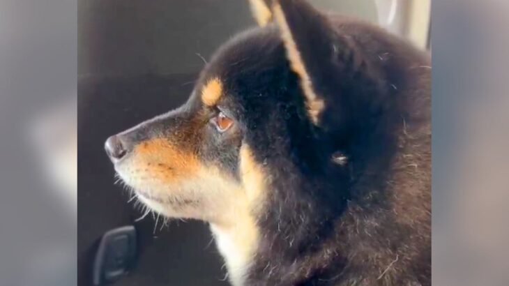 臆病な犬が『車で動物病院に行くことを察知した』結果…必死に訴える姿が可愛すぎると156万表示「気持ち分かるよ…俺も嫌やもん」共感の声も(ブログ)