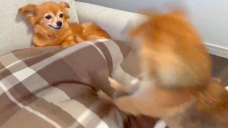 犬が他の犬に『遊びたい』とアピールした結果…まさかの『クレイジーな誘い方』が面白すぎると134万再生「餅つきしてる…？」と爆笑(ブログ)