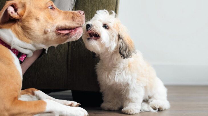同居する犬同士の相性が悪いのはなぜ？考えられる4つの理由と仲良くしてもらうためのコツや注意点をご紹介(ブログ)