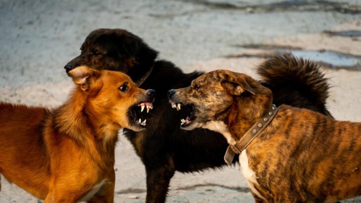 犬同士が喧嘩する5つの原因や心理とは　飼い主が取るべき対応までご紹介(ブログ)