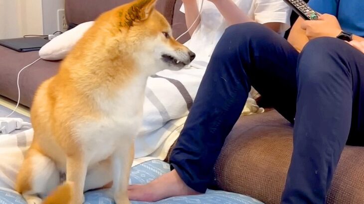 犬が『大好きなママの隣にパパが座っていたら』どうする？定位置を奪われ『圧をかける姿』が面白いと54万再生「ジト目ｗ」「実力行使で草」(ブログ)