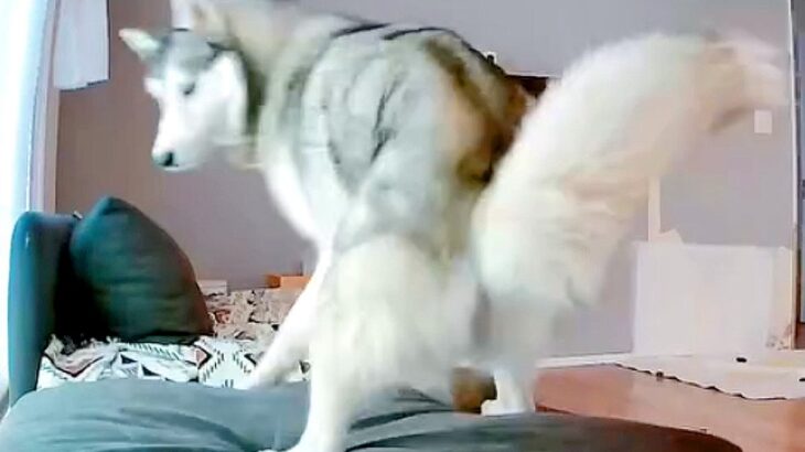 犬がうんち後にお尻を気にしていた結果…想定外な『まさかの悲劇』と猛反省する姿が29万再生「シュンとするのたまらんｗ」「顔に出すぎで草」(ブログ)