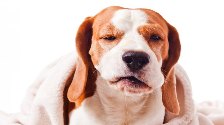 犬の『逆くしゃみ』とは？症状が出やすい犬の特徴や主な原因まで解説(ブログ)