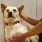 虐待され『人間不信になった犬』の1年後…信じられないほどの変化に涙が止まらないと20万再生「顔が全然違う」「運命の出会い」と感動(ブログ)