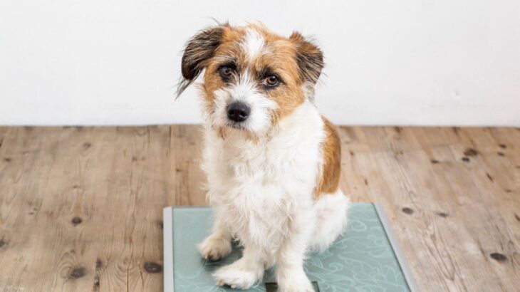 犬が『ミネラル不足』になると見せる症状4つ　飼い主が日頃から意識すべきサインや対策法まで解説(ブログ)
