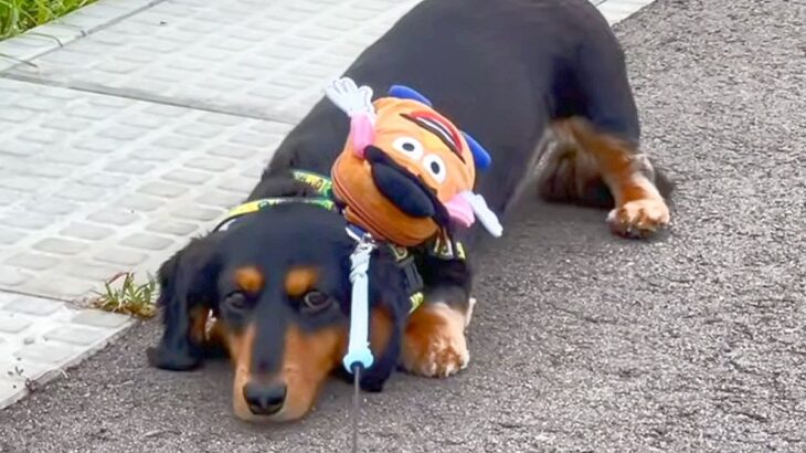 犬がパパとお散歩に行くと…まさかの『断固拒否』とママとの差に爆笑「想像以上に歩かなさすぎｗ」「わかりやすすぎて草」と3万6000再生(ブログ)