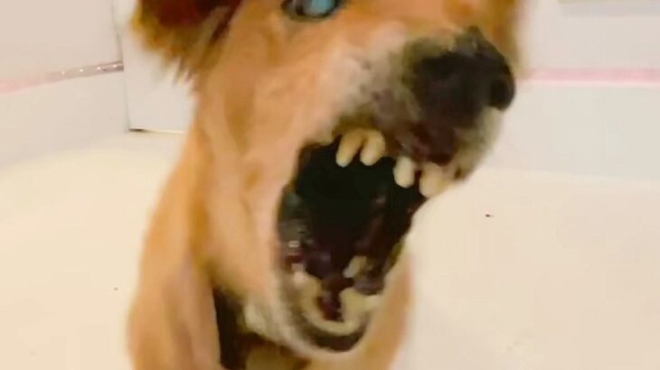 『噛みつく16歳の老犬』を保護した結果…切なすぎる姿と生き抜いた最期に涙腺崩壊「愛に溢れてる」「どんな犬でも悪い子はいない」と94万再生(ブログ)