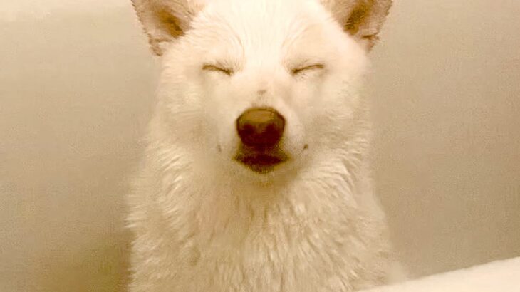『お風呂が大嫌いな犬』がとった行動…まさかの『現実逃避の方法』が面白すぎる「無我の境地」「最高」「イヤなんだねｗ」と1万2000再生(ブログ)
