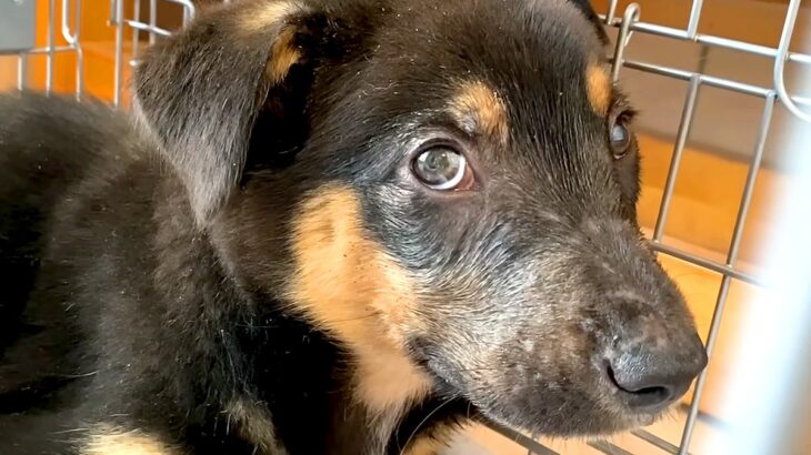 人を怖がる『野犬の子犬』の成長記録…保護初日からは考えられない『生まれかわった姿』が感動的すぎると231万再生「無償の愛」「涙出た」(ブログ)