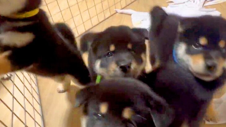 4匹の赤ちゃん犬に『離乳食を与えようとした』結果…『待ちきれない姿』が可愛すぎると7万再生「天使ですか？」「カメラ目線でたまらん…」(ブログ)