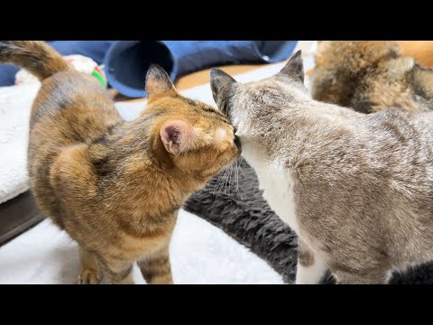 ちょつぴり不器用な子ども猫がお姉ちゃんのお顔を初めてくんくんした日(YouTube)