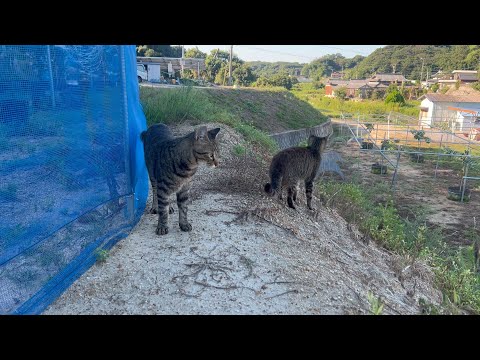 どこかライバル視している兄弟猫が微笑ましい(YouTube)
