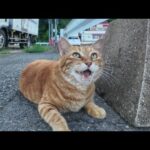 夕方の漁港で寝ていた猫を撫でる(YouTube)