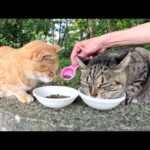 太ったキジトラ猫と美猫の茶トラ猫が仲良く晩御飯を食べる(YouTube)
