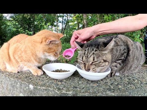 太ったキジトラ猫と美猫の茶トラ猫が仲良く晩御飯を食べる(YouTube)