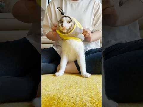 たまには簡単に捕まるじょ #逃げるのがデフォ #cats(YouTube)