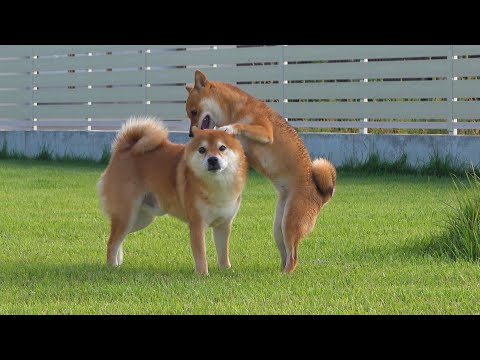 長い別居生活を経て柴犬の兄妹、遂に合流へ。(YouTube)