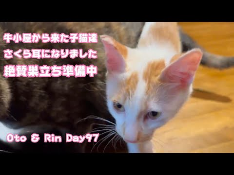 僕もさくらミミになったよ 絶賛巣立ち準備中 牛小屋から来た子猫達 Oto ＆ Rin Day97   2024 09 21 1(YouTube)