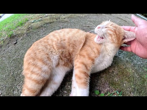公園の広場で裏返しになってお昼寝する茶シロ猫ちゃん(YouTube)