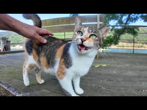 海辺のベンチにいた三毛猫を撫でると懐いてきてカワイイ(YouTube)