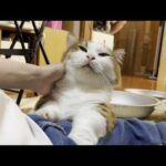 人間だと44歳、ひのき家で一番無邪気な猫(YouTube)